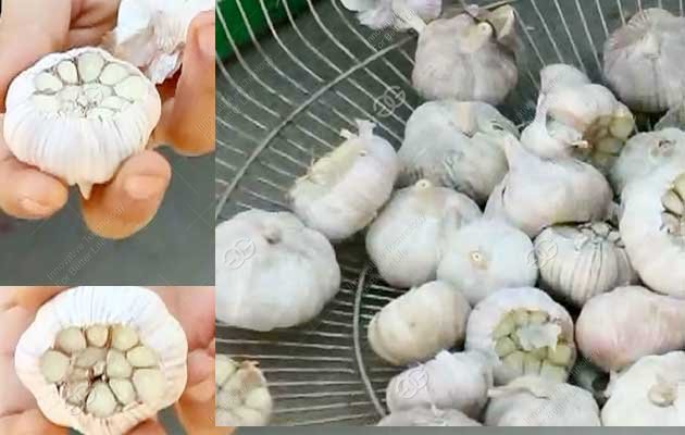 garlic cutting