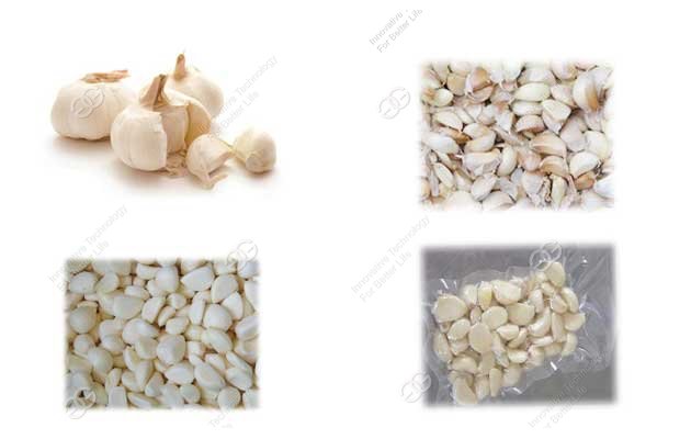 automatic garlic processing plant 