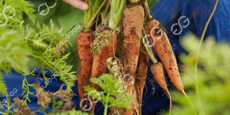 processing field carrot