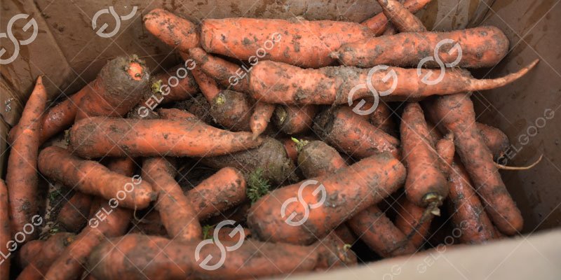 field carrot processing machine factory