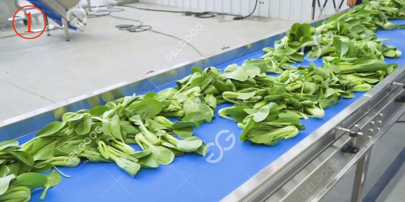 lettuce picking belt for lettuce processing factory